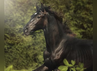 German Sport Horse, Stallion, 2 years, 16,2 hh, Black