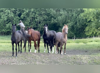 German Sport Horse, Stallion, 2 years, 16,2 hh, Black