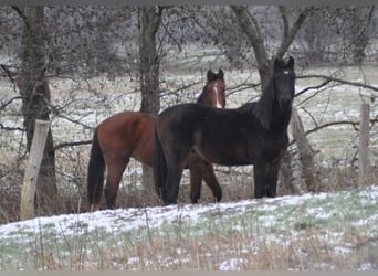 German Sport Horse, Stallion, 2 years, 16,3 hh, Brown