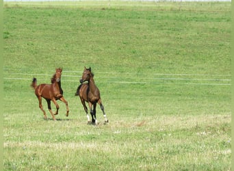 German Sport Horse, Stallion, 2 years, 16,3 hh, Chestnut-Red