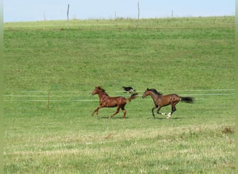 German Sport Horse, Stallion, 2 years, 16,3 hh, Chestnut-Red