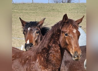 German Sport Horse, Stallion, 2 years, 16,3 hh, Chestnut-Red