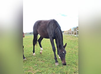 German Sport Horse, Stallion, 2 years, 17 hh, Smoky-Black