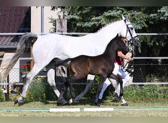 German Sport Horse, Stallion, 2 years, Gray-Dark-Tan