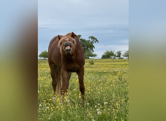 German Sport Horse Mix, Stallion, 3 years, 14.2 hh, Chestnut-Red