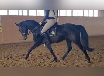 German Sport Horse, Stallion, 3 years, 15.2 hh, Bay-Dark