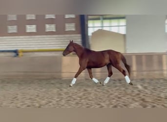 German Sport Horse, Stallion, 3 years, 15.2 hh, Chestnut-Red