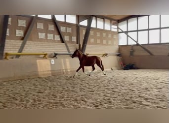 German Sport Horse, Stallion, 3 years, 15.2 hh, Chestnut-Red
