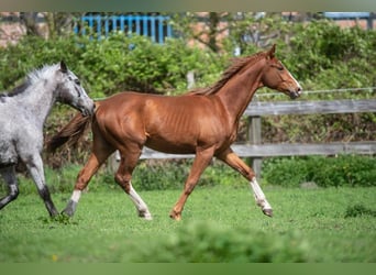 German Sport Horse, Stallion, 3 years, 15.3 hh, Chestnut-Red