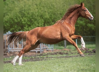 German Sport Horse, Stallion, 3 years, 15.3 hh, Chestnut-Red