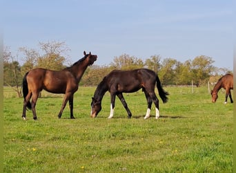 German Sport Horse, Stallion, 3 years, 16.1 hh, Bay-Dark