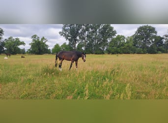 German Sport Horse, Stallion, 3 years, 16.1 hh, Bay-Dark