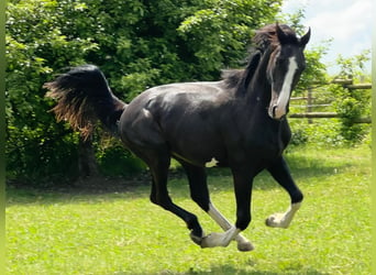 German Sport Horse, Stallion, 3 years, 16.1 hh, Black