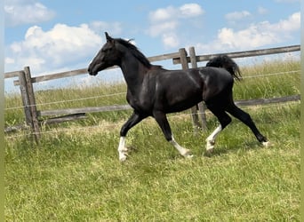 German Sport Horse, Stallion, 3 years, 16.1 hh, Black