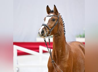 German Sport Horse, Stallion, 3 years, 16.1 hh, Brown