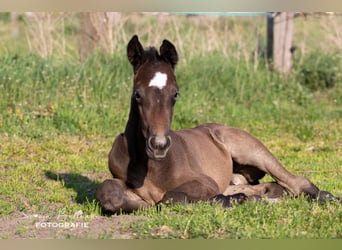 German Sport Horse, Stallion, 3 years, 16,1 hh, Gray-Dark-Tan