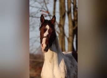 German Sport Horse, Stallion, 3 years, 16.1 hh, Pinto