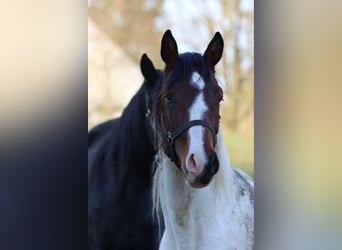 German Sport Horse, Stallion, 3 years, 16.1 hh, Pinto