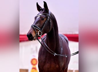 German Sport Horse, Stallion, 3 years, 16.1 hh, Smoky-Black