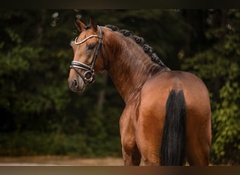 German Sport Horse, Stallion, 3 years, 16.2 hh, Bay-Dark