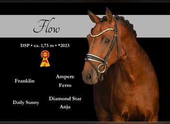 German Sport Horse, Stallion, 3 years, 16.2 hh, Bay-Dark