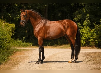 German Sport Horse, Stallion, 3 years, 16.2 hh, Bay-Dark