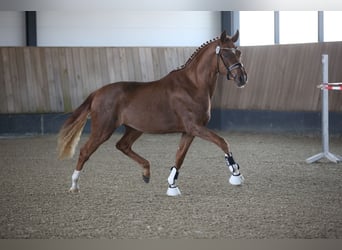 German Sport Horse, Stallion, 3 years, 16.2 hh, Chestnut-Red