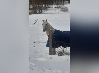 German Sport Horse, Stallion, 3 years, 16.3 hh, Palomino