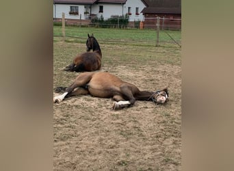 German Sport Horse, Stallion, 3 years, 16 hh, Bay-Dark