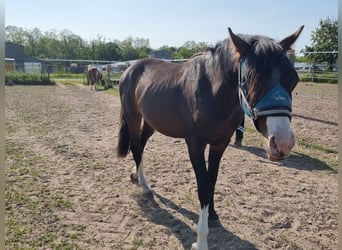German Sport Horse, Stallion, 3 years, 16 hh, Bay-Dark