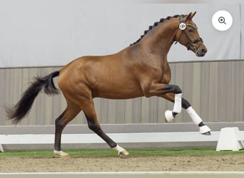 German Sport Horse, Stallion, 3 years, 16 hh, Brown-Light
