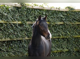 German Sport Horse, Stallion, 3 years, 16 hh, Brown