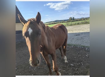 German Sport Horse, Stallion, 3 years, 16 hh, Chestnut-Red