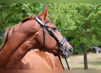 German Sport Horse, Stallion, 3 years, 16 hh, Chestnut-Red