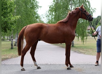 German Sport Horse, Stallion, 3 years, 16 hh, Chestnut-Red