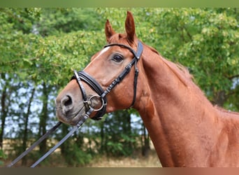 German Sport Horse, Stallion, 3 years, 16 hh, Chestnut-Red