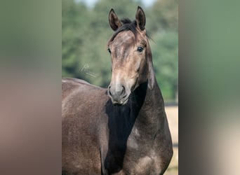 German Sport Horse, Stallion, 3 years, 16 hh, Gray-Dark-Tan