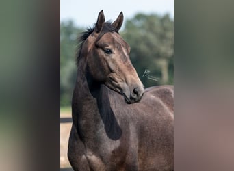German Sport Horse, Stallion, 3 years, 16 hh, Gray-Dark-Tan