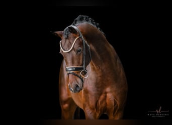 German Sport Horse, Stallion, 3 years, 16,1 hh, Bay-Dark