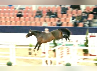 German Sport Horse, Stallion, 3 years, 16,1 hh, Brown