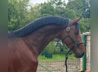 German Sport Horse, Stallion, 3 years, 16,3 hh, Brown