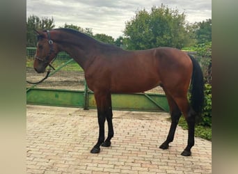 German Sport Horse, Stallion, 3 years, 16,3 hh, Brown