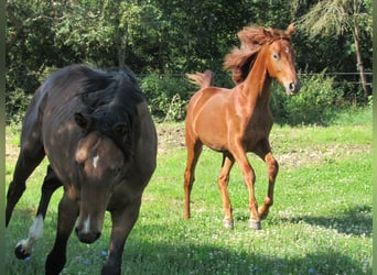 German Sport Horse, Stallion, 3 years, 16,3 hh, Chestnut-Red