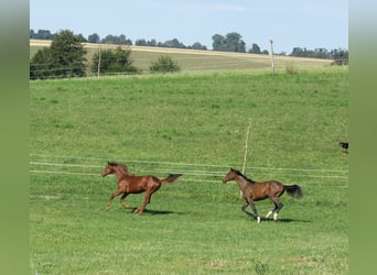 German Sport Horse, Stallion, 3 years, 16,3 hh, Chestnut-Red