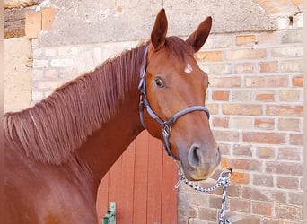 German Sport Horse, Stallion, 3 years, 16,3 hh, Chestnut-Red