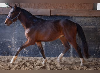 German Sport Horse, Stallion, 3 years, 17 hh, Brown-Light