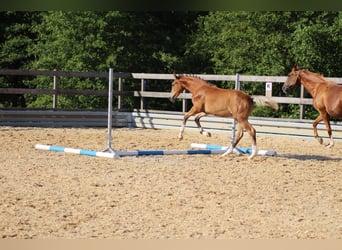 German Sport Horse, Stallion, 3 years, 17 hh, Brown