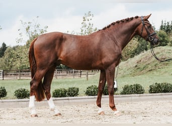 German Sport Horse, Stallion, 3 years, 17 hh, Chestnut