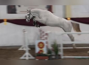 German Sport Horse, Stallion, 3 years, 17 hh, Grey