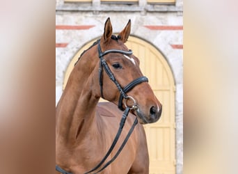 German Sport Horse, Stallion, 3 years, Brown